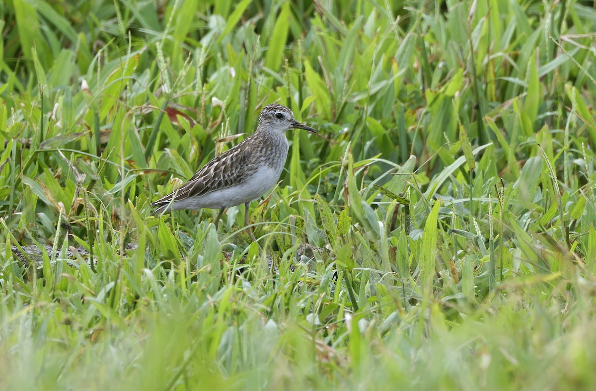 Long-toed Stint - ML643274781
