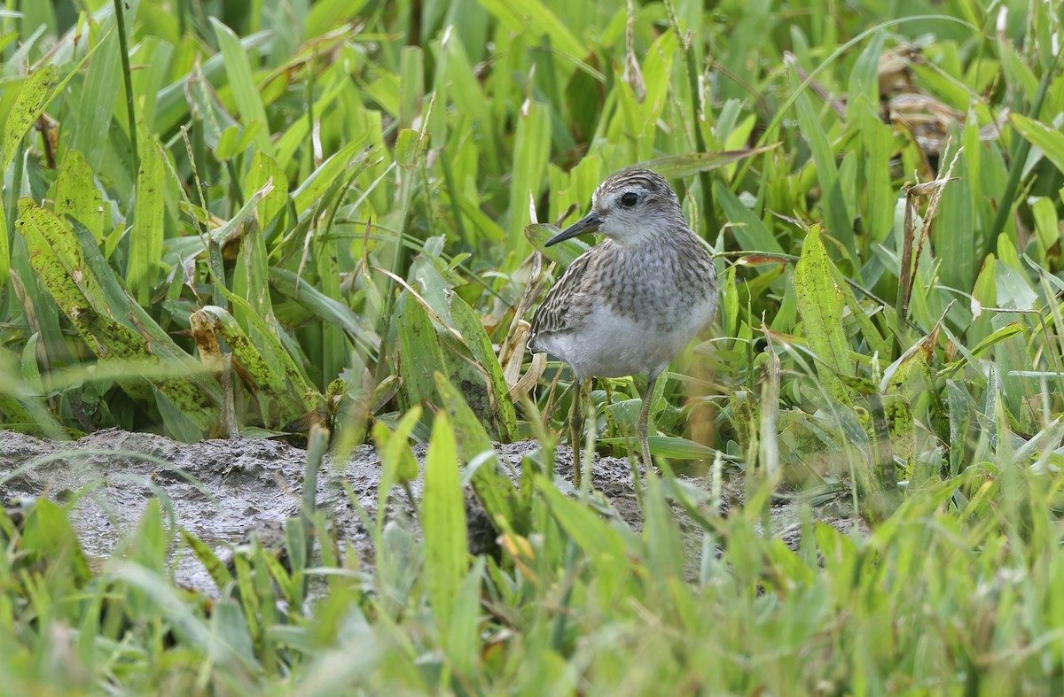 Long-toed Stint - ML643274782