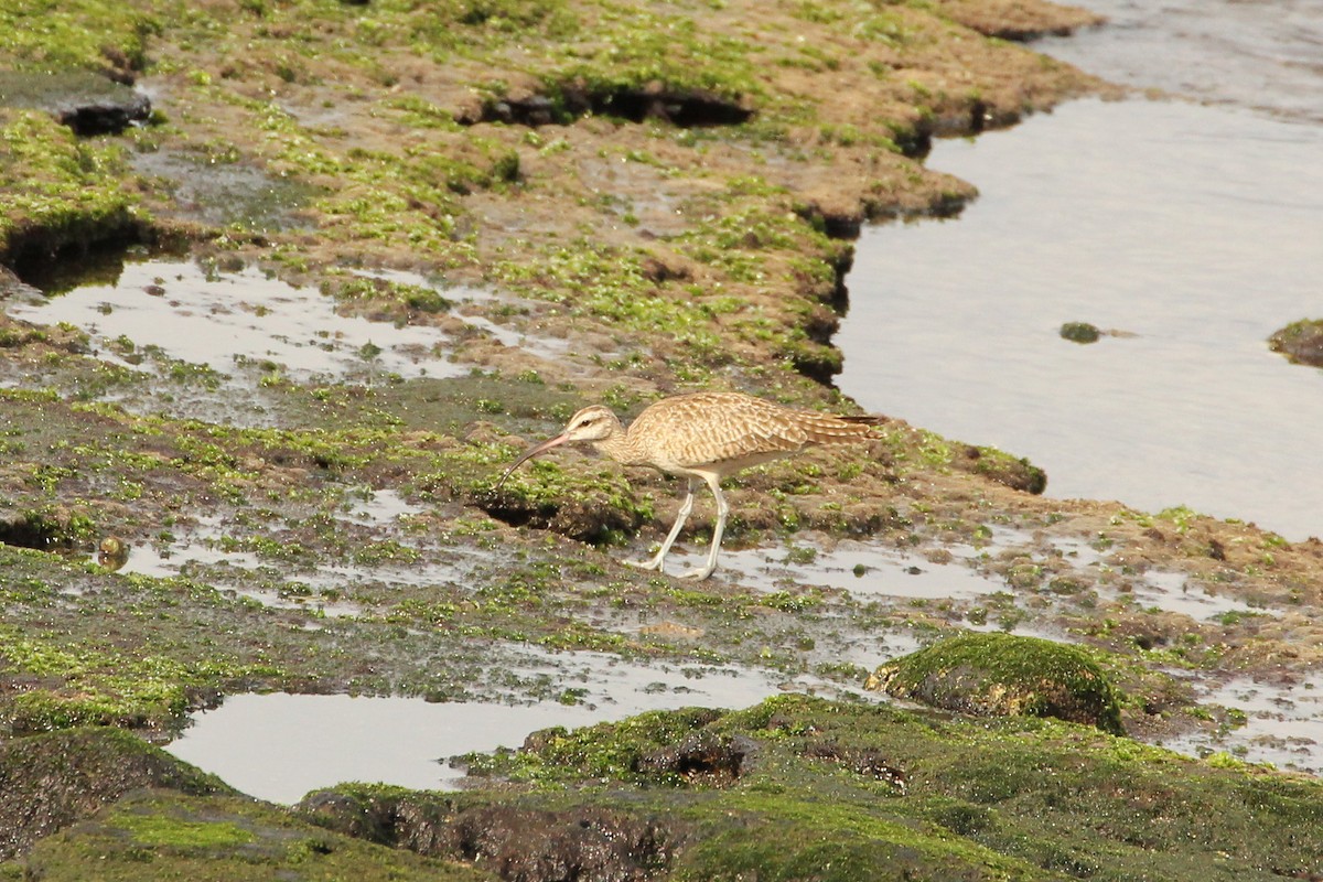 Whimbrel - ML643274786