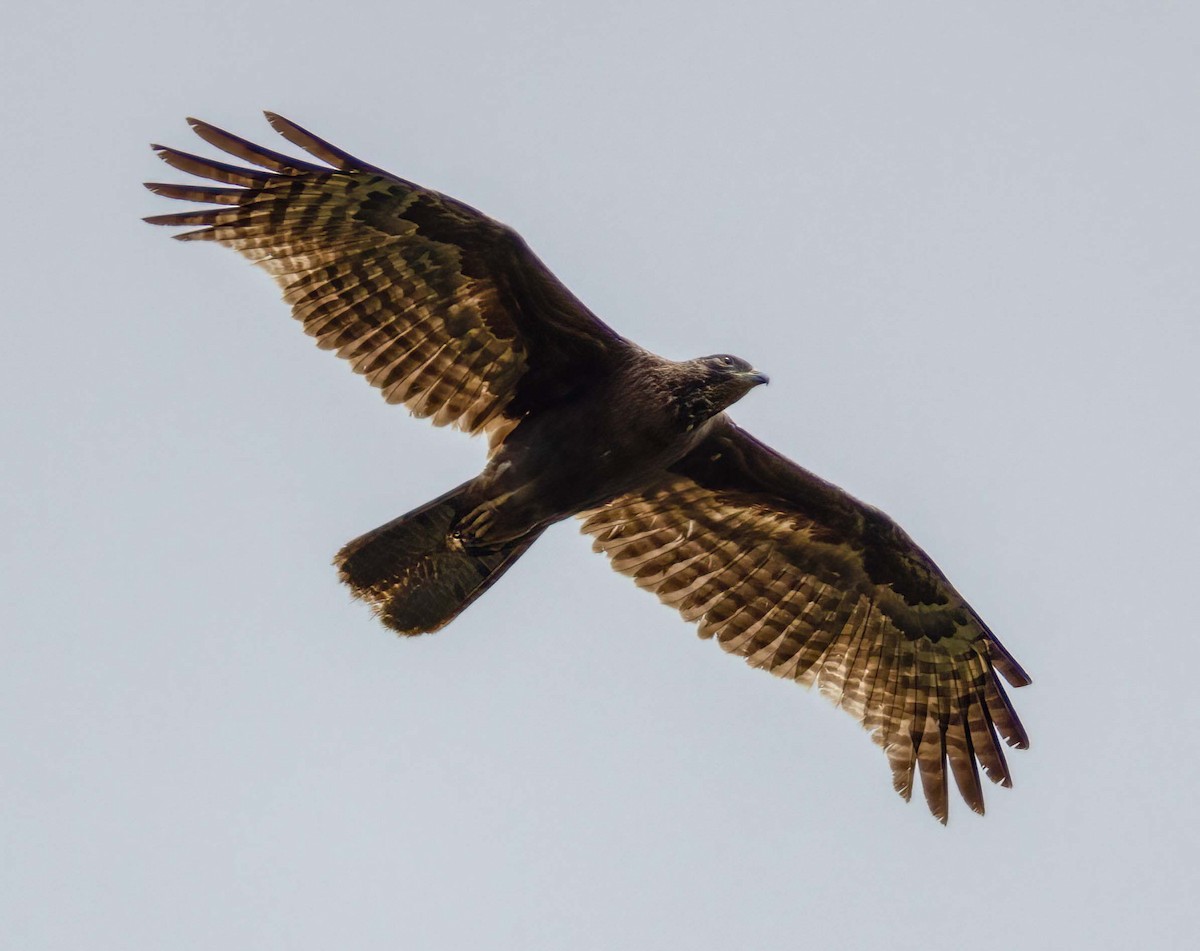 Oriental Honey-buzzard - ML643274788