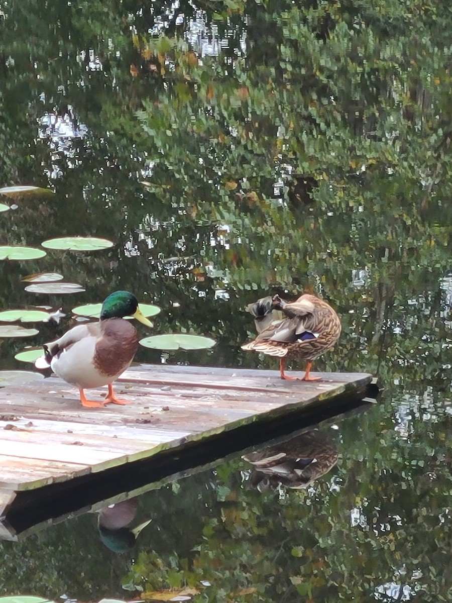 Mallard - ML643274794