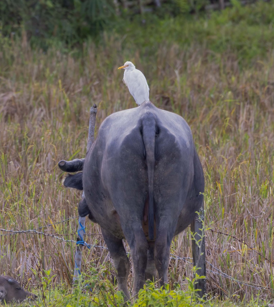 Eastern Cattle-Egret - ML643274797
