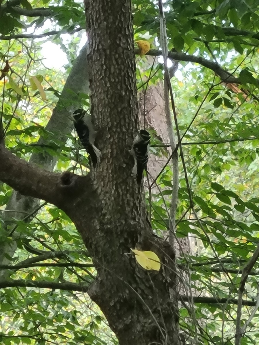Downy Woodpecker - ML643274801