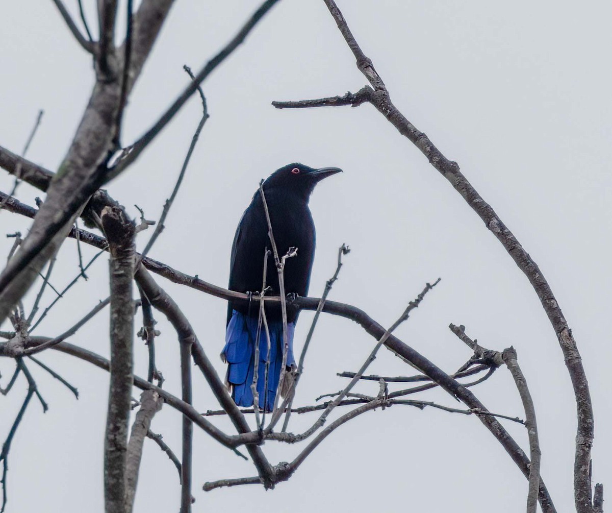 Asian Fairy-bluebird - ML643274829