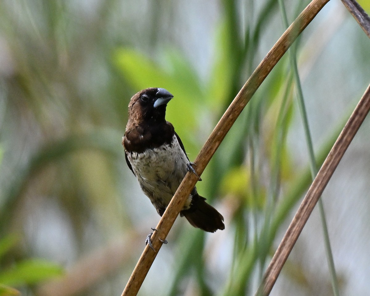 Javan Munia - ML643274839
