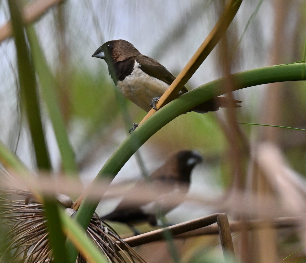 Javan Munia - ML643274840