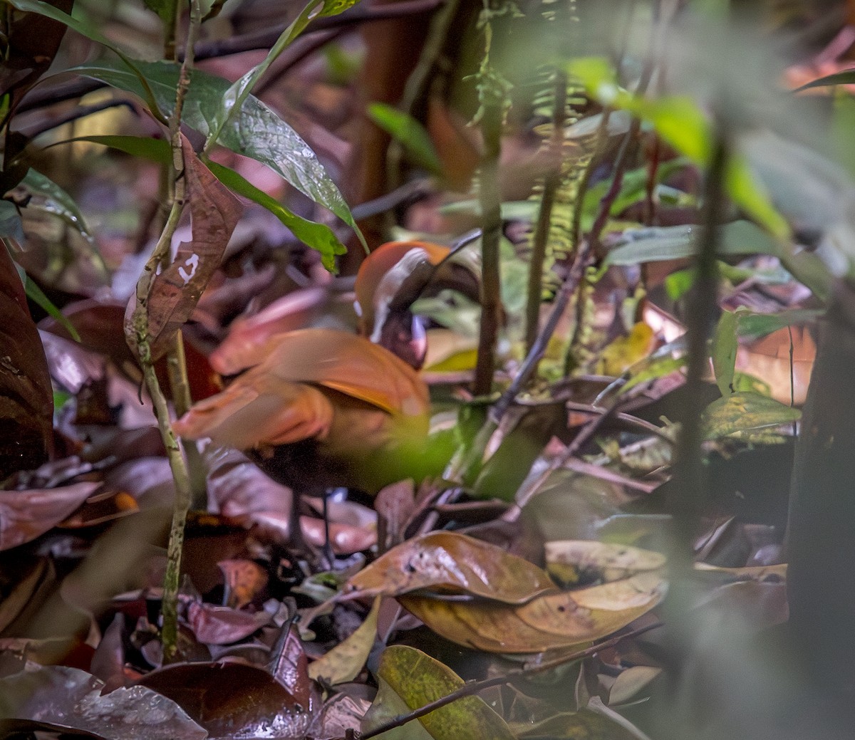 Malaysian Rail-babbler - ML643274843