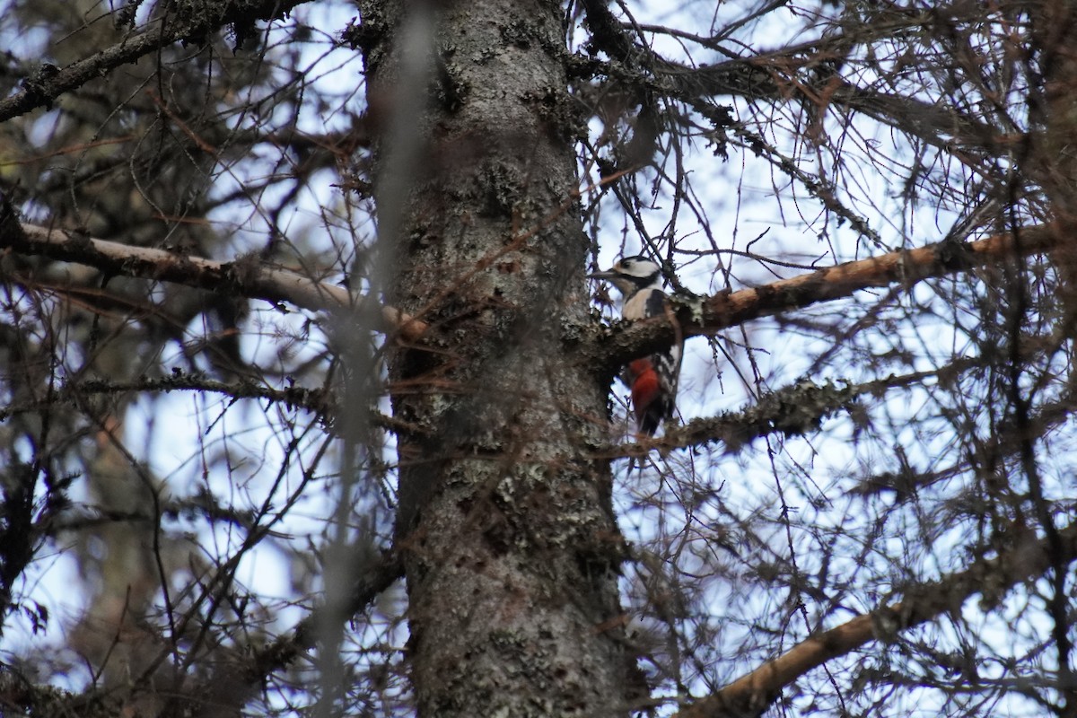 Great Spotted Woodpecker - ML643274844