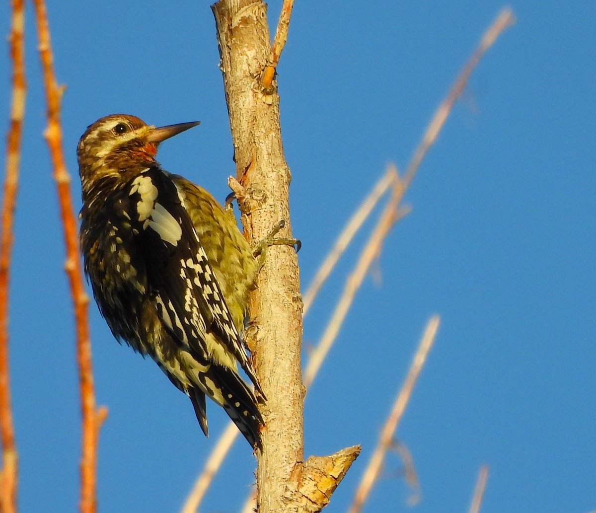 Yellow-bellied Sapsucker - ML643274856