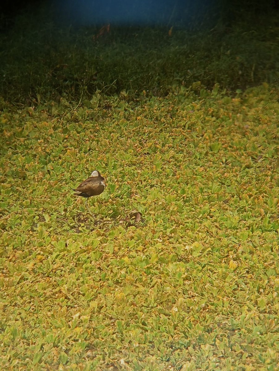 Bronze-winged Jacana - ML643274868