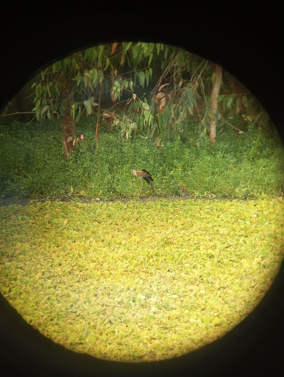 Bronze-winged Jacana - ML643274869