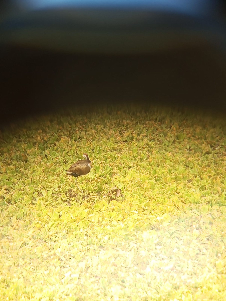 Bronze-winged Jacana - ML643274870