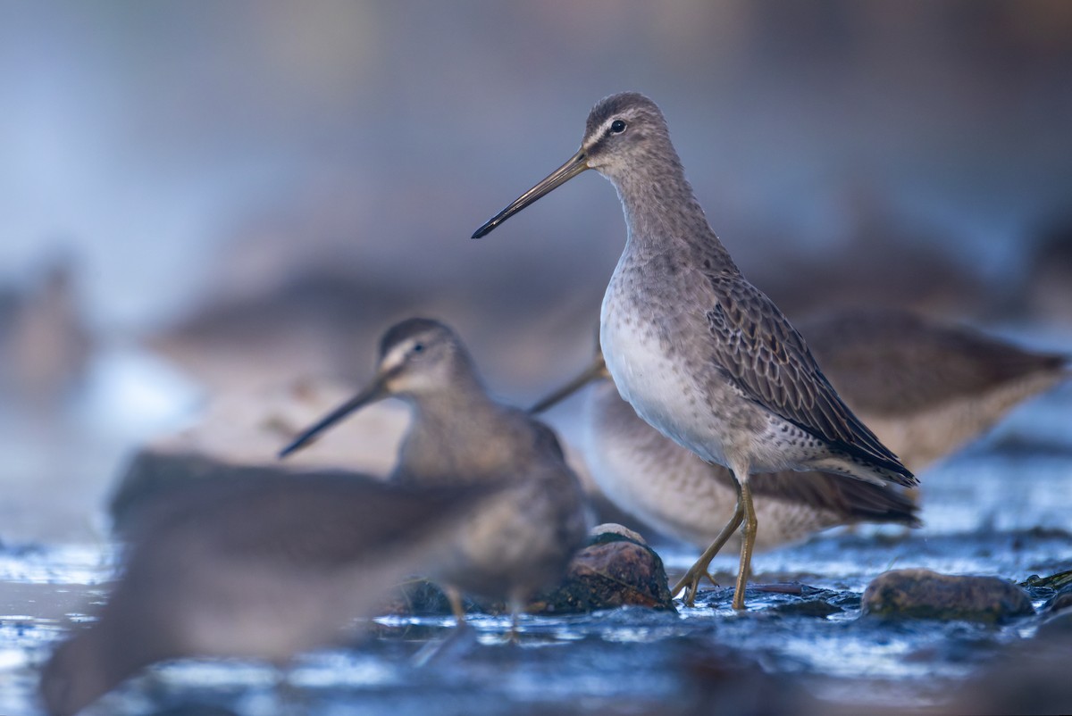Long-billed Dowitcher - ML643274888
