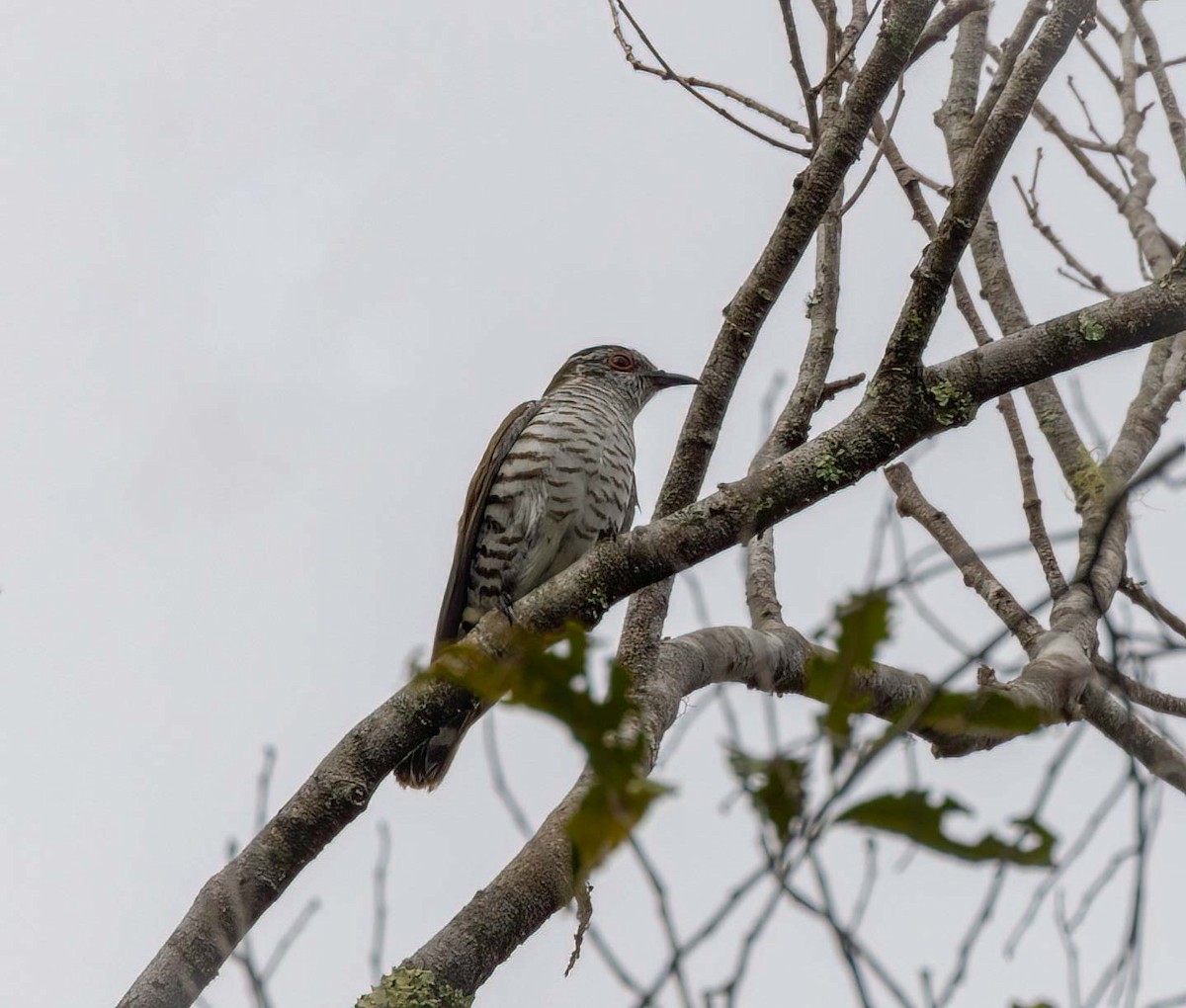 アカメテリカッコウ - ML643274895