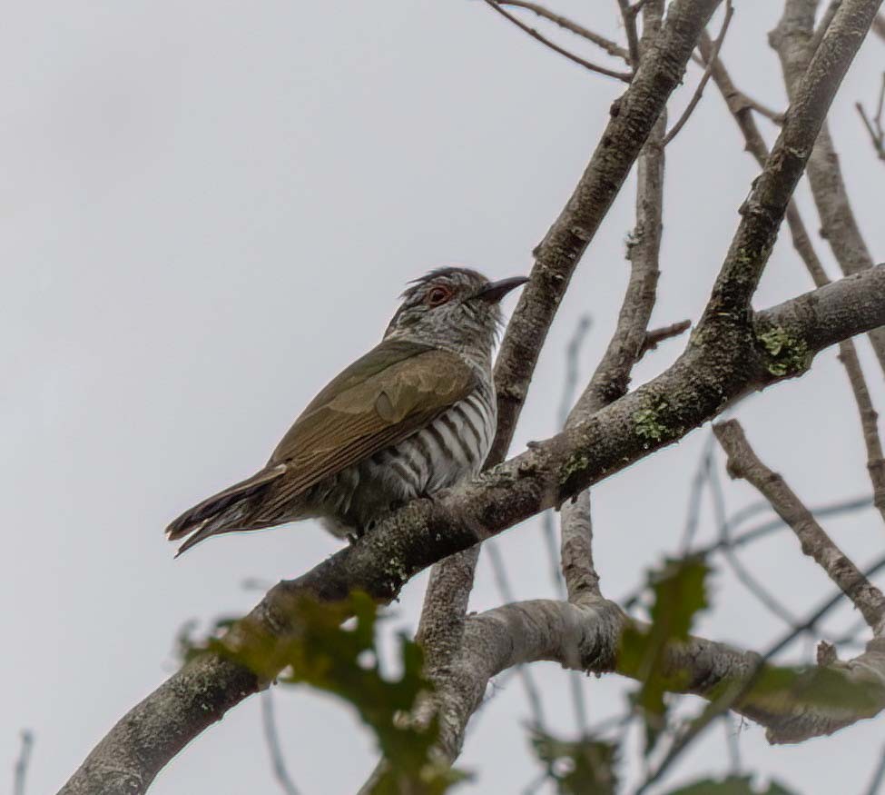 アカメテリカッコウ - ML643274913