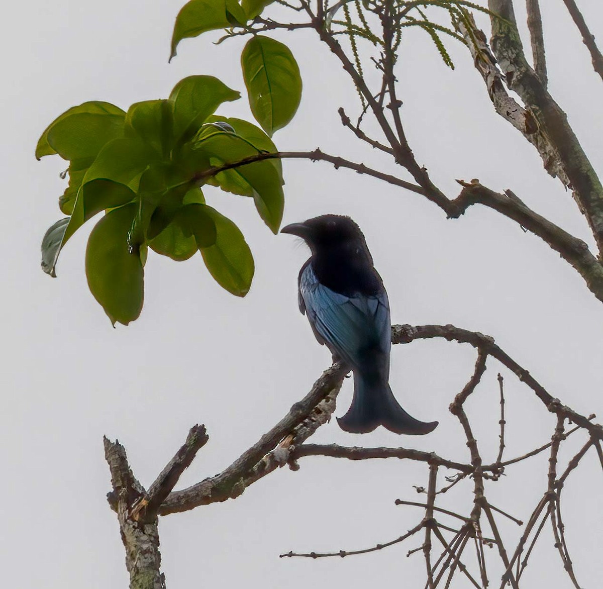 Hair-crested Drongo (Bornean) - ML643274928