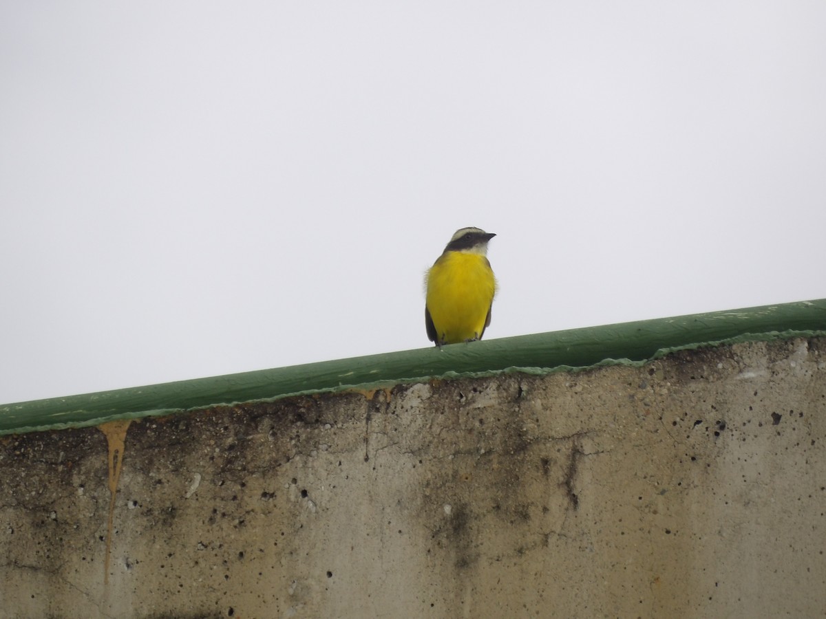 Tyran sociable (groupe similis) - ML643274950