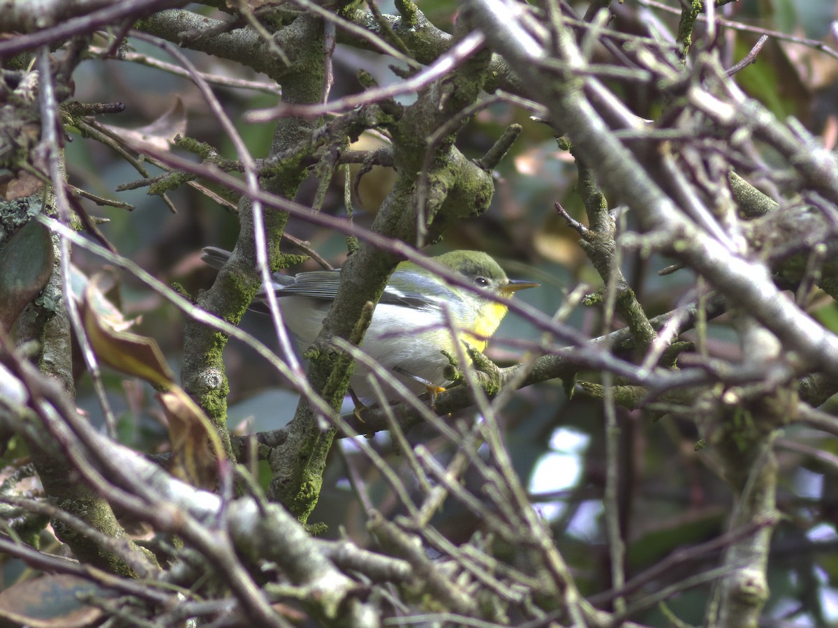 Northern Parula - ML643274984