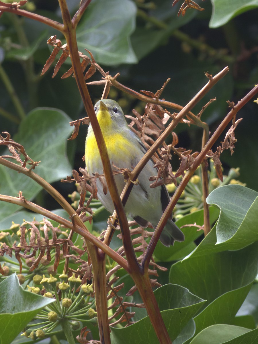 Northern Parula - ML643274985