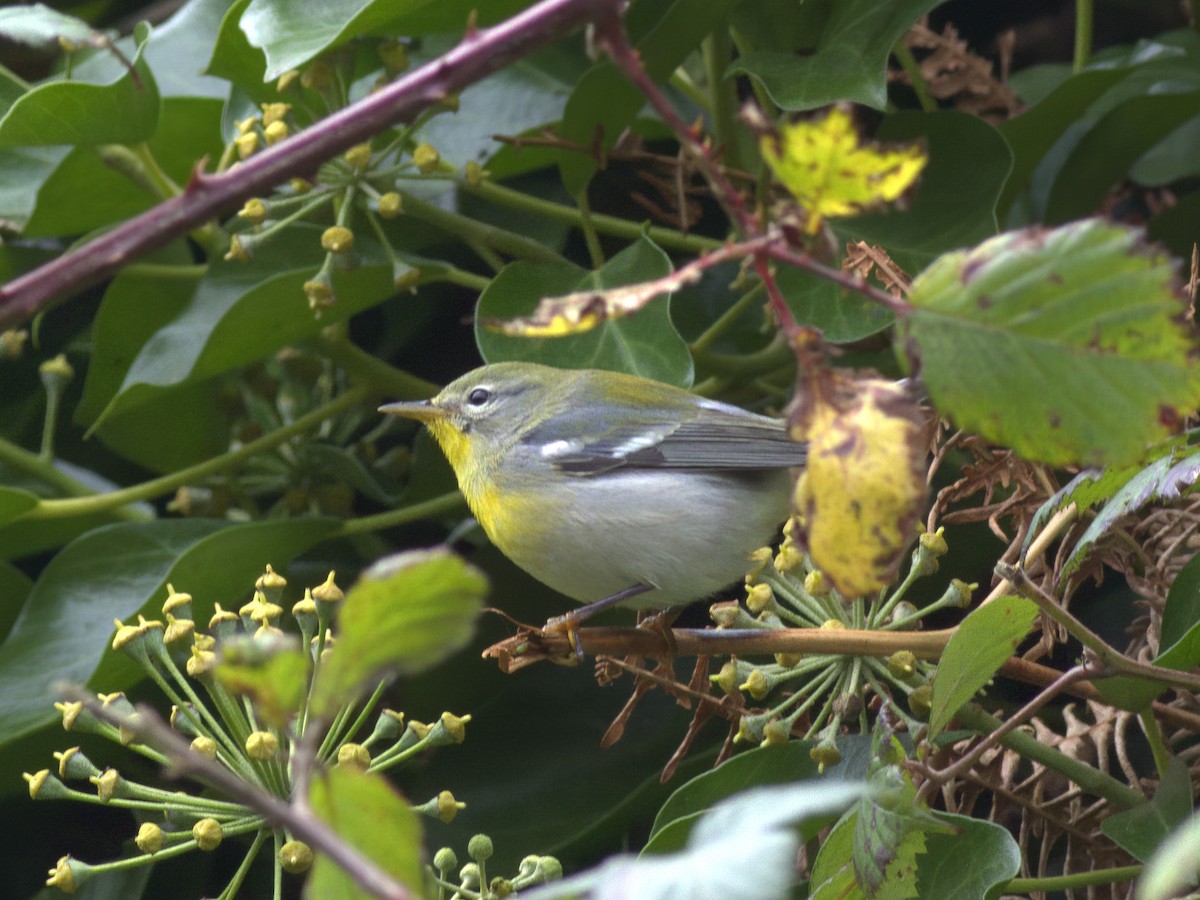 Northern Parula - ML643274986