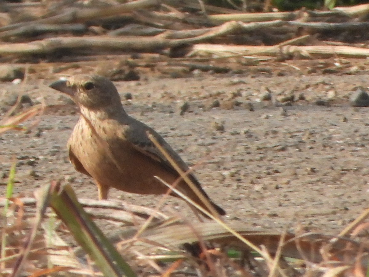 Rufous-tailed Lark - ML643274997