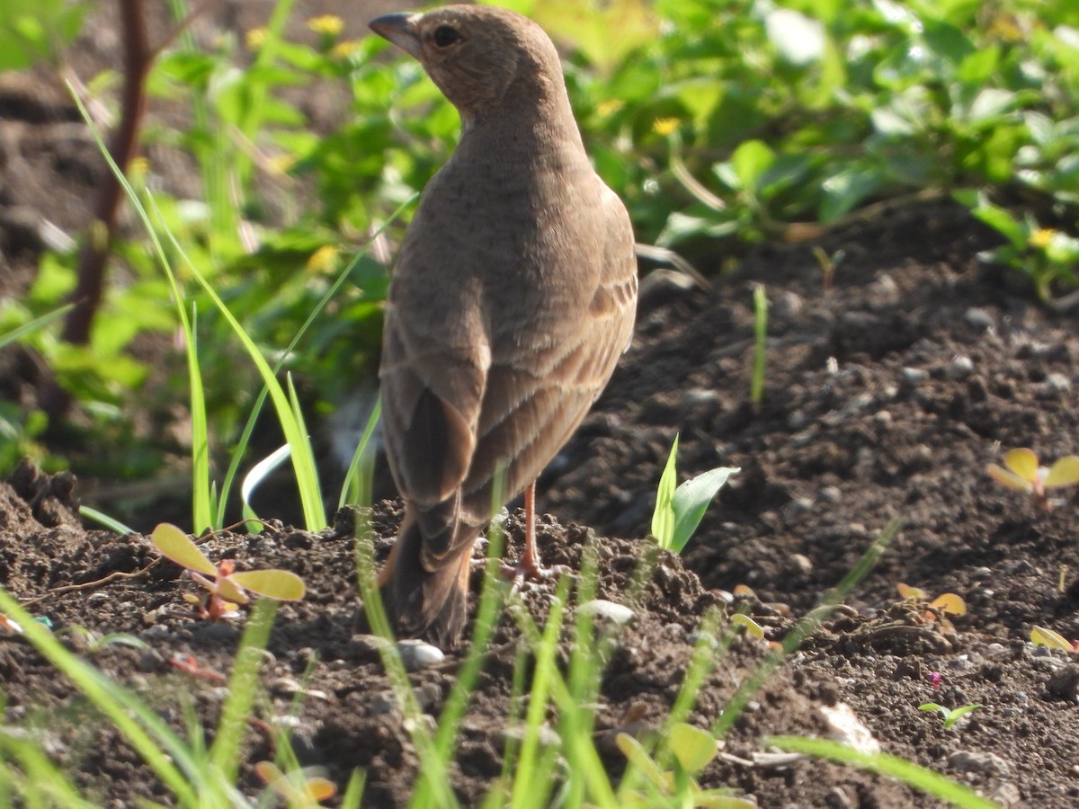 Rufous-tailed Lark - ML643274998