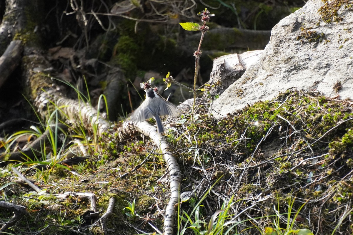 Willow Tit - ML643275002