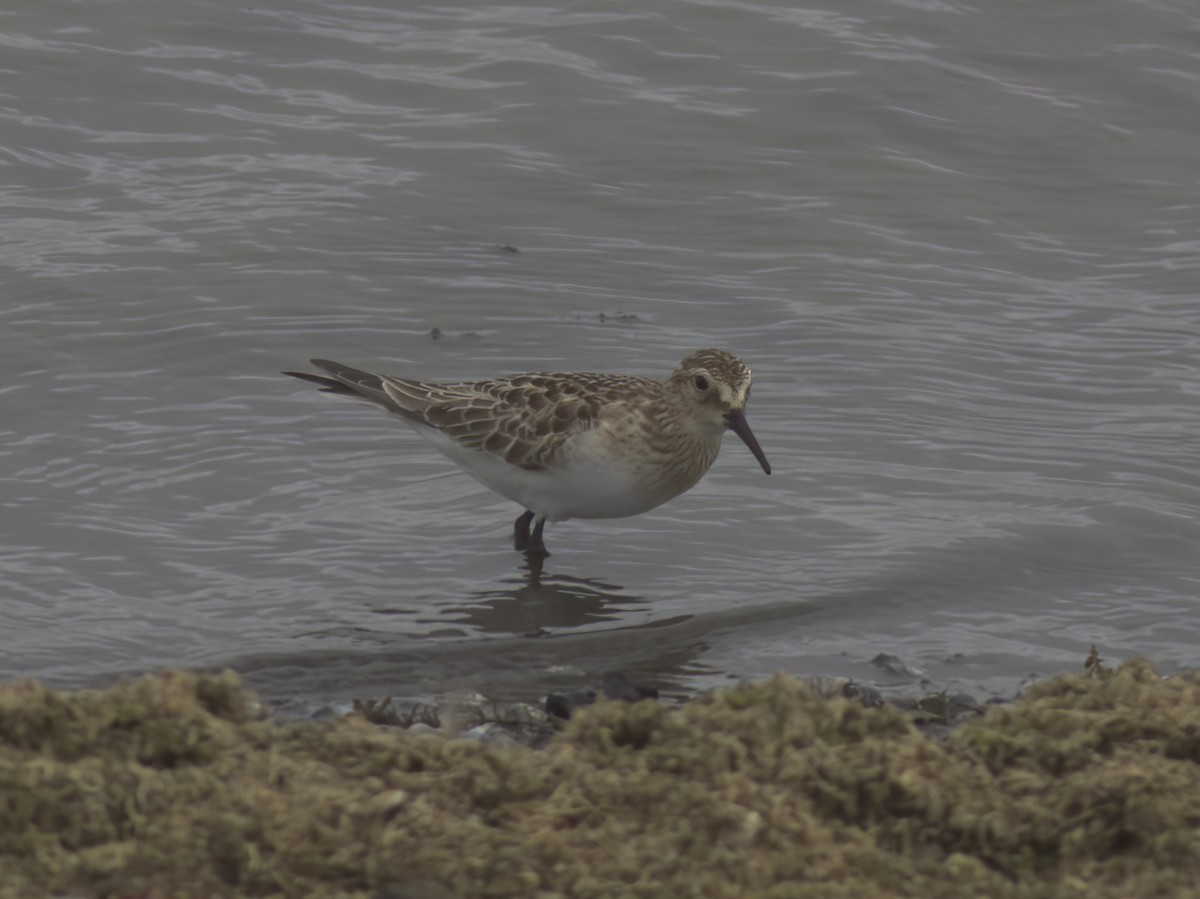 Baird's Sandpiper - ML643275003