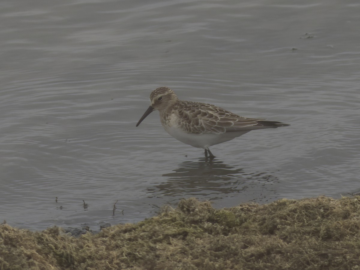 Baird's Sandpiper - ML643275004