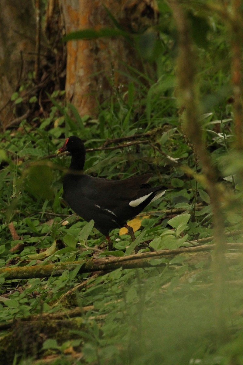 Common Gallinule - ML643275010