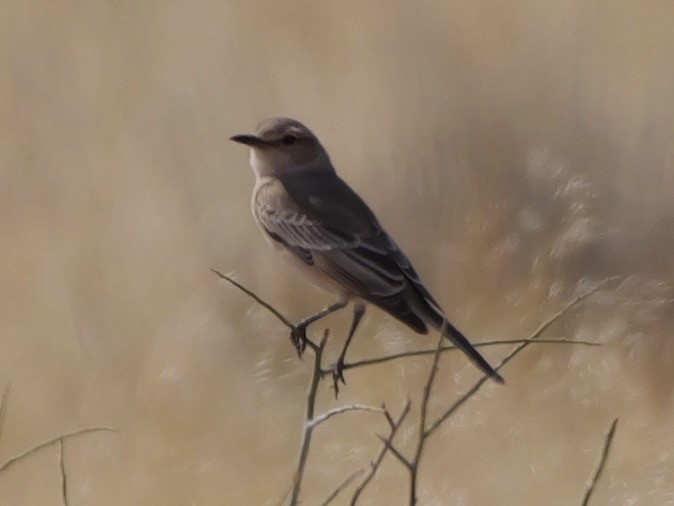 Chat Flycatcher - ML643275025