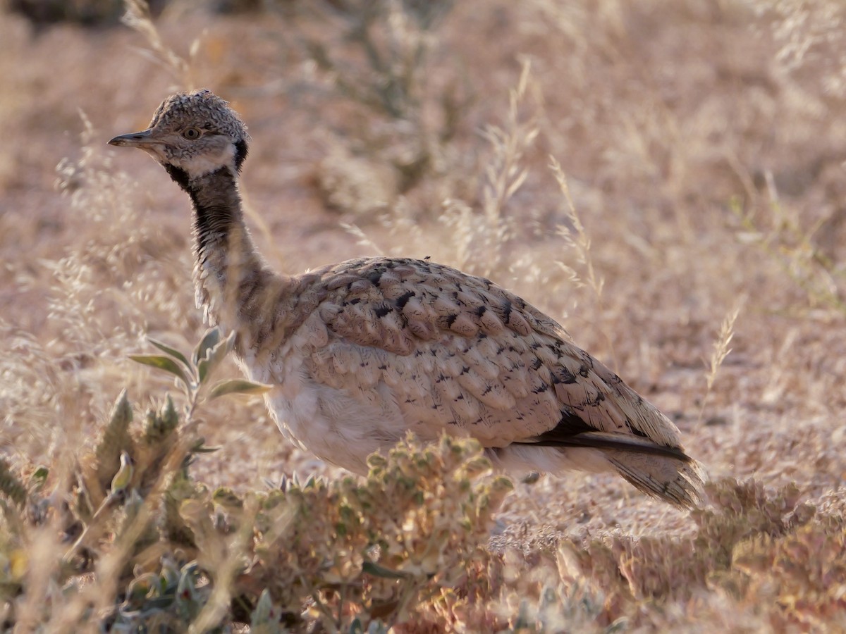 Rüppell's Bustard - ML643275044