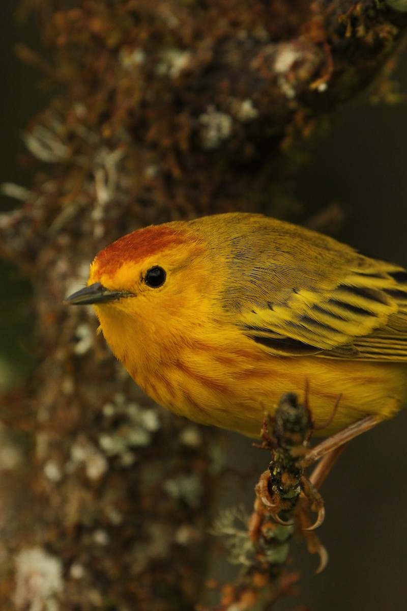 Yellow Warbler - ML643275051