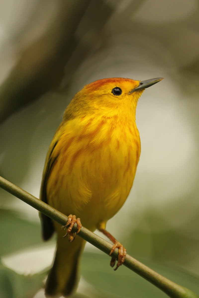 Yellow Warbler - ML643275052
