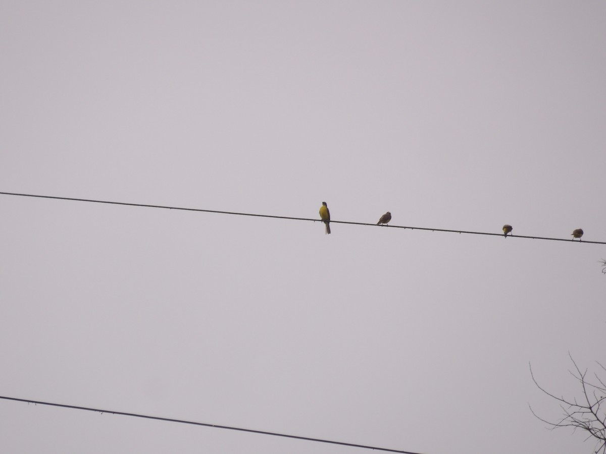 Tyran sociable (groupe similis) - ML643275054