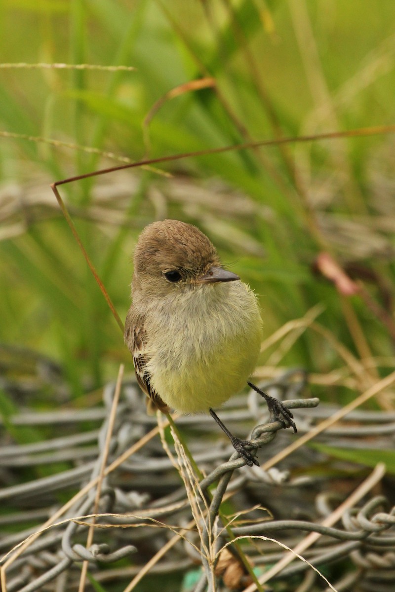 Galapagos Flycatcher - ML643275058