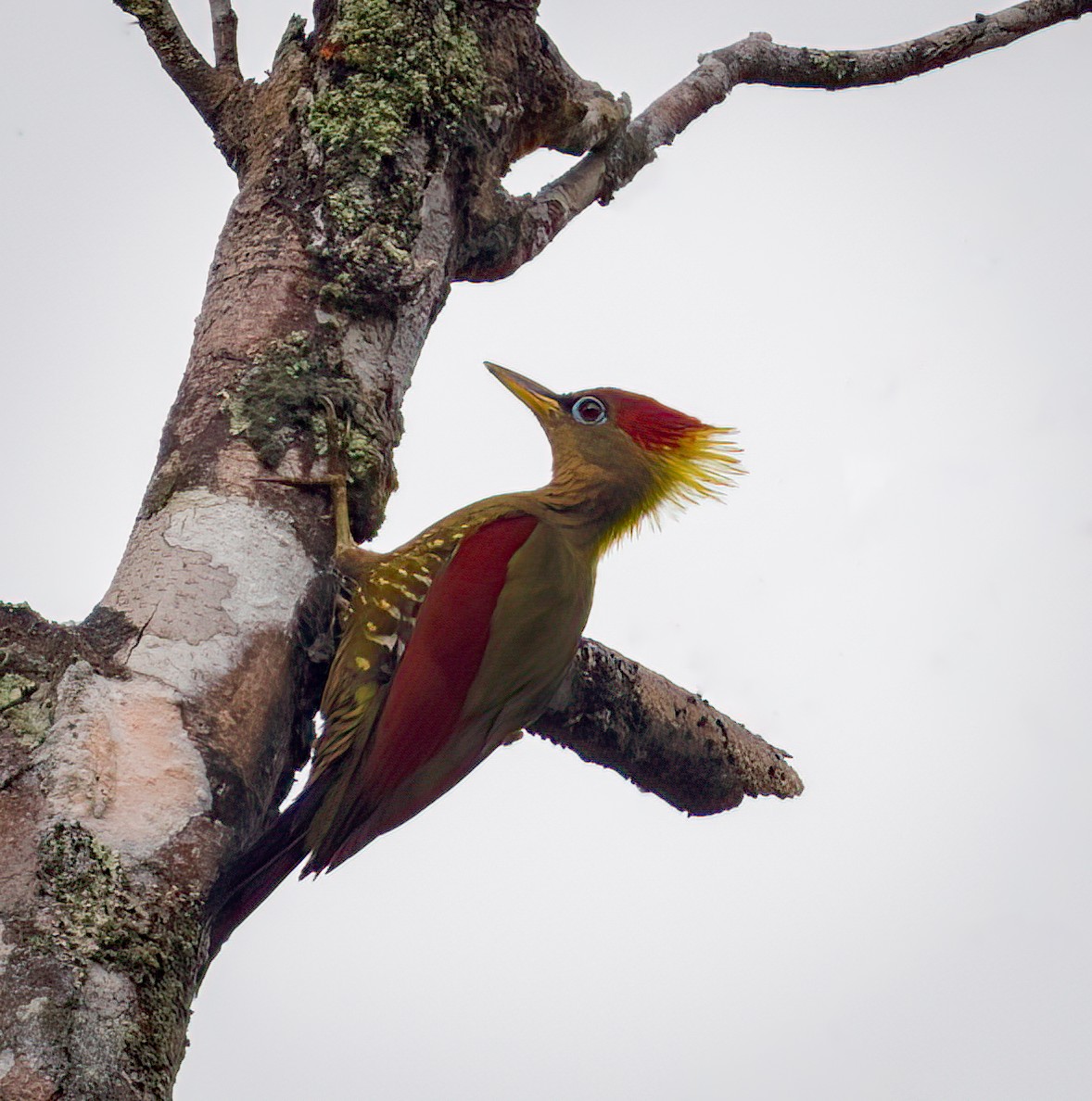 Crimson-winged Woodpecker - ML643275063