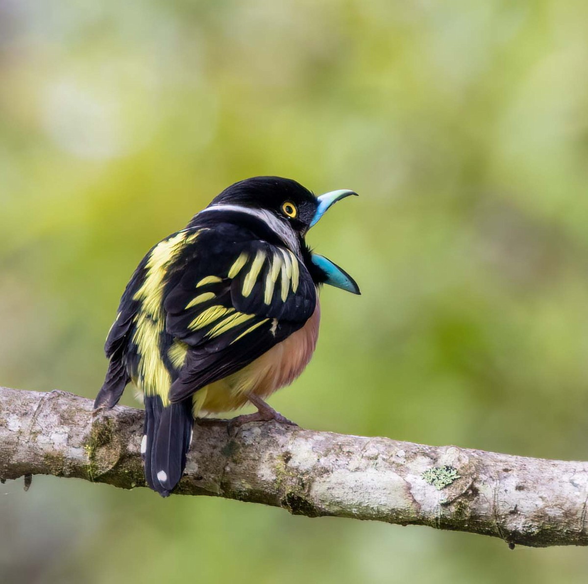 Black-and-yellow Broadbill - ML643275075