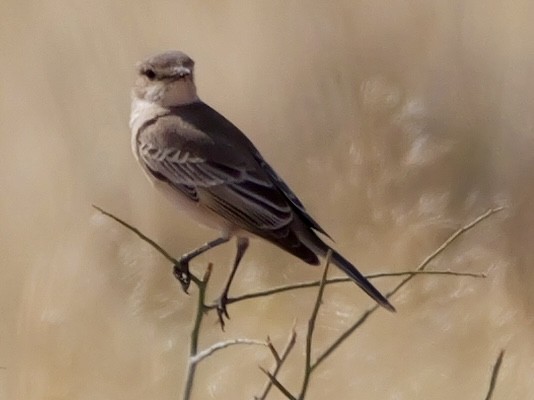 Chat Flycatcher - ML643275076