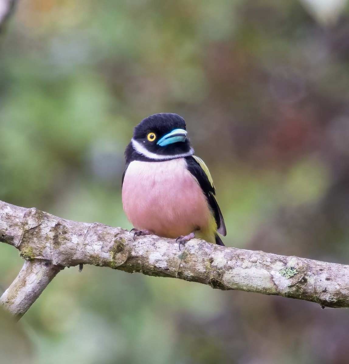 Black-and-yellow Broadbill - ML643275079