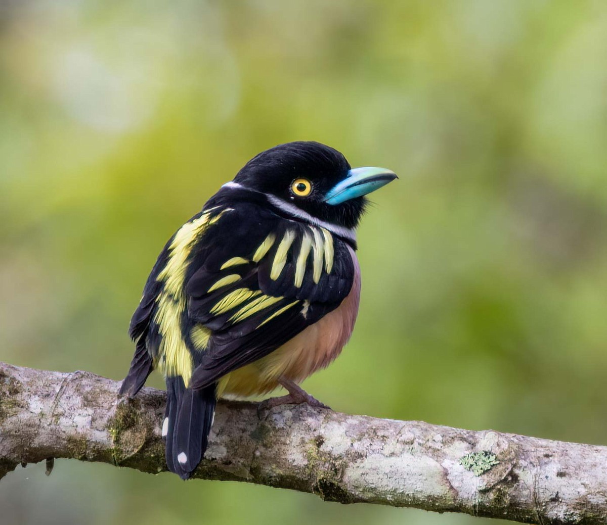 Black-and-yellow Broadbill - ML643275081