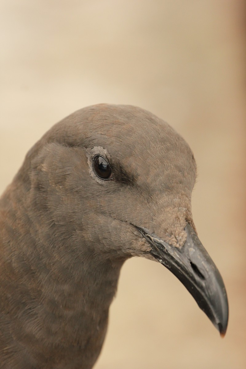 Lava Gull - ML643275086