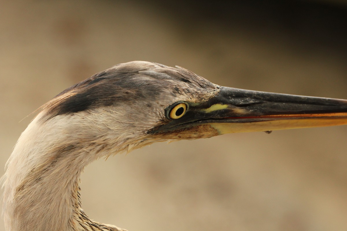 Great Blue Heron - ML643275089