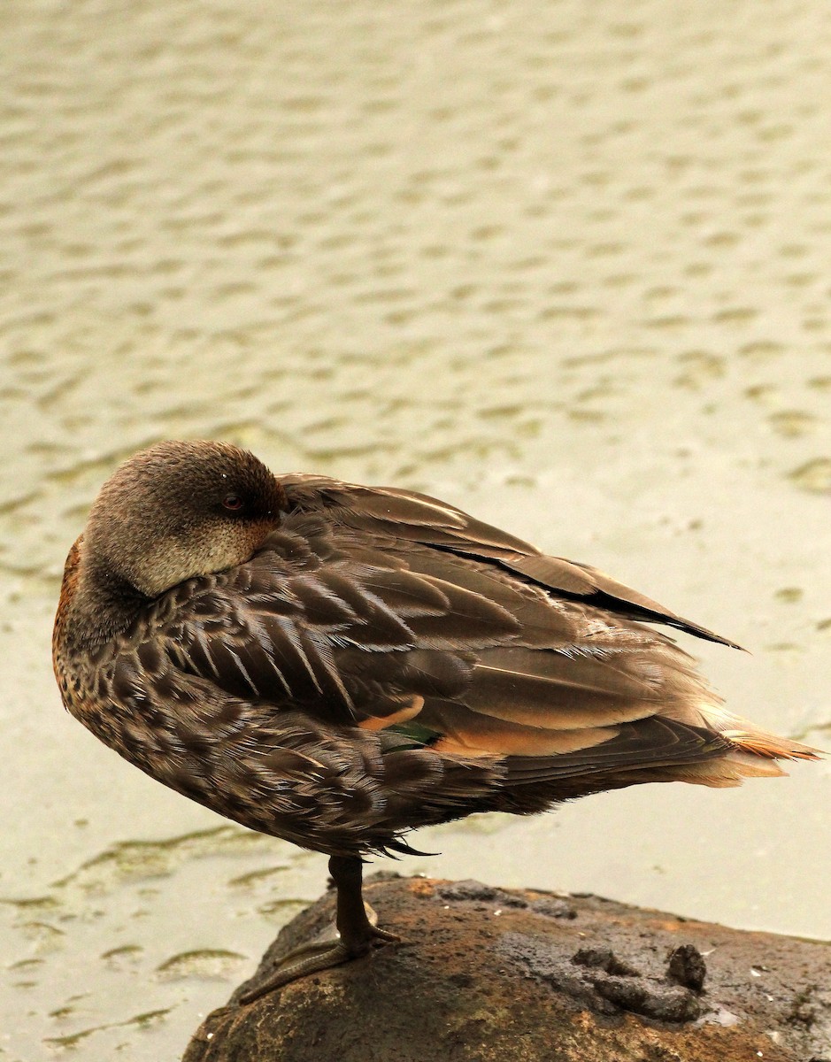 White-cheeked Pintail - ML643275099