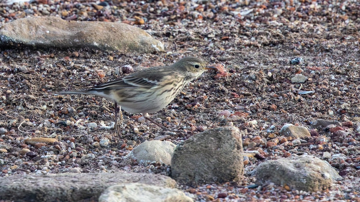 American Pipit - ML643275101