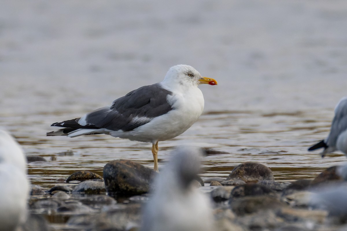 Kaio iluna - ML643275104