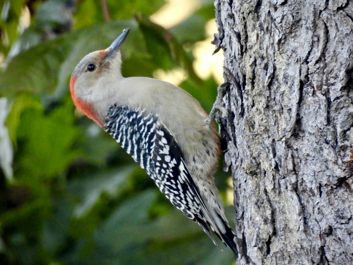 Red-bellied Woodpecker - ML643275109