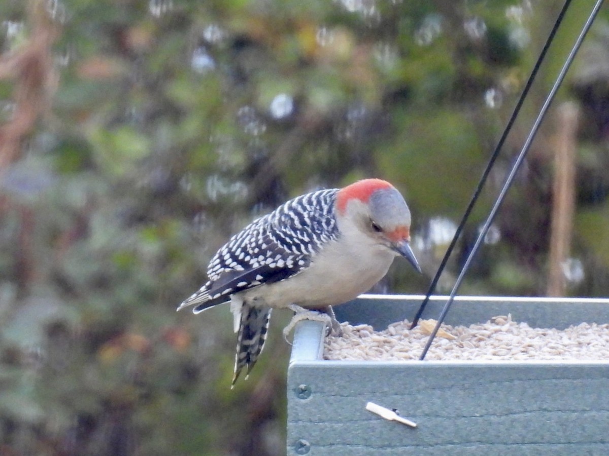 Red-bellied Woodpecker - ML643275110