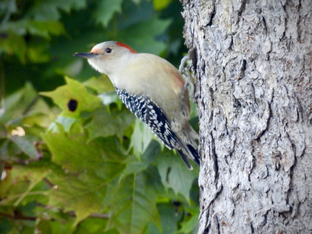 Red-bellied Woodpecker - ML643275111