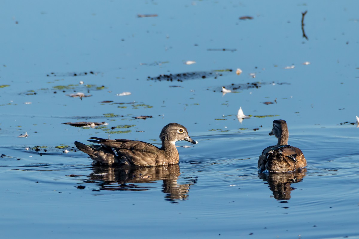 Wood Duck - ML643275122